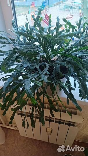 Герань в горшках