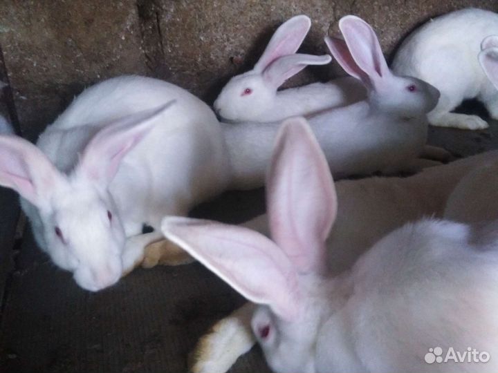 Мясо кролика