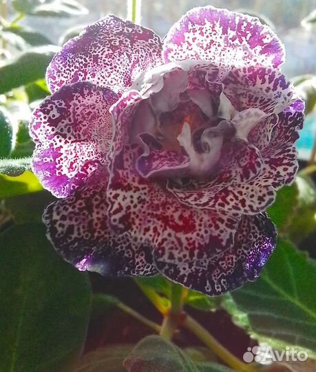 Глоксинии сортовые