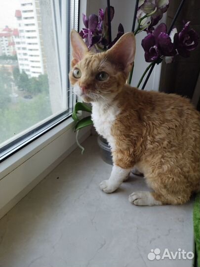 Котенок Девон Рекс