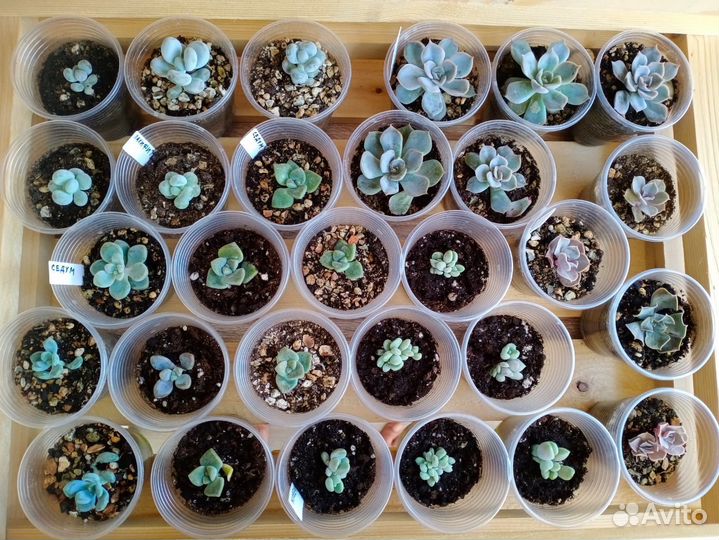 Суккуленты