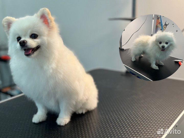 Стрижка собак и кошек (груминг)