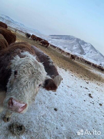 Головы, ливер,рубец