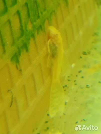 Анцитрусы разные