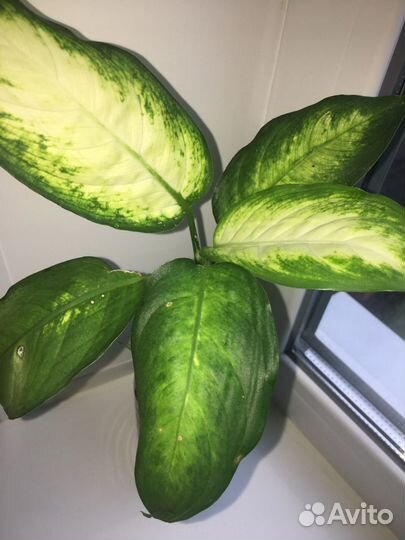 Герань, фиалки И многое другое