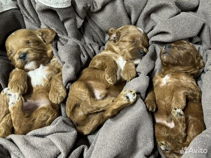 Кавапу Терра Догс