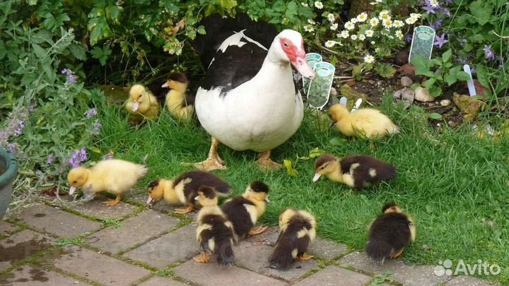 Индоутята с уткой