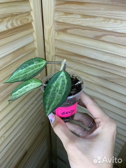 Хойя Макрофилла Pot Of Gold