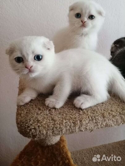 Шотландские котята
