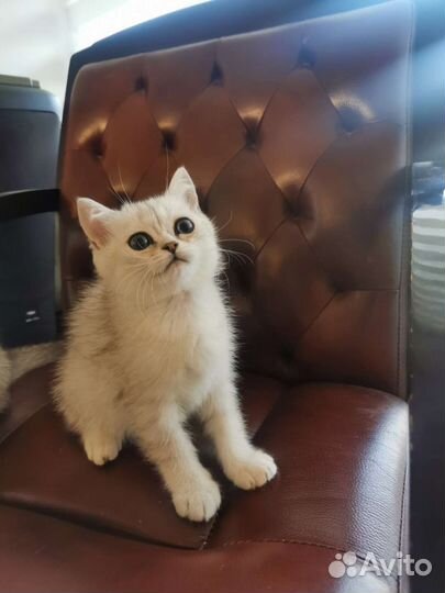 Британская