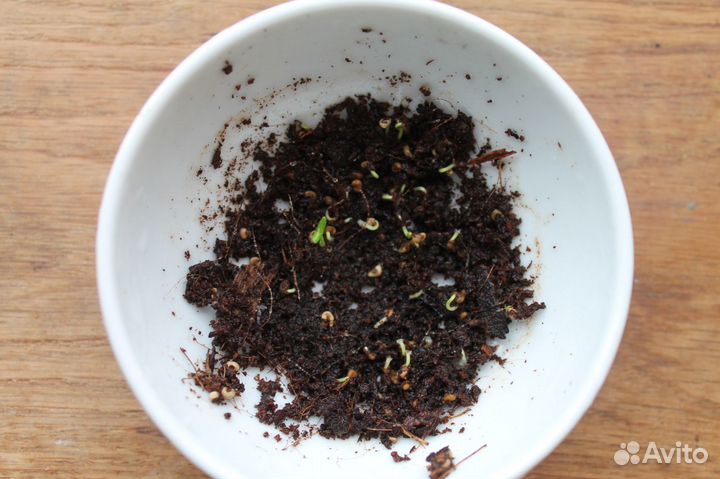 Мирт Обыкновенный, семена