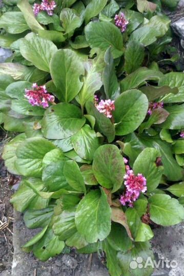 Индийский чай (бадан)