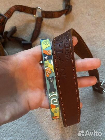 Амуниция для собак