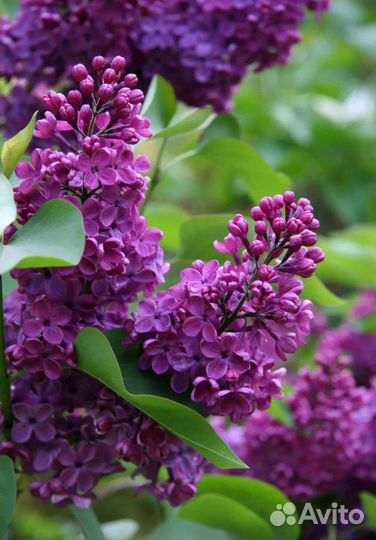 Саженцы сирени