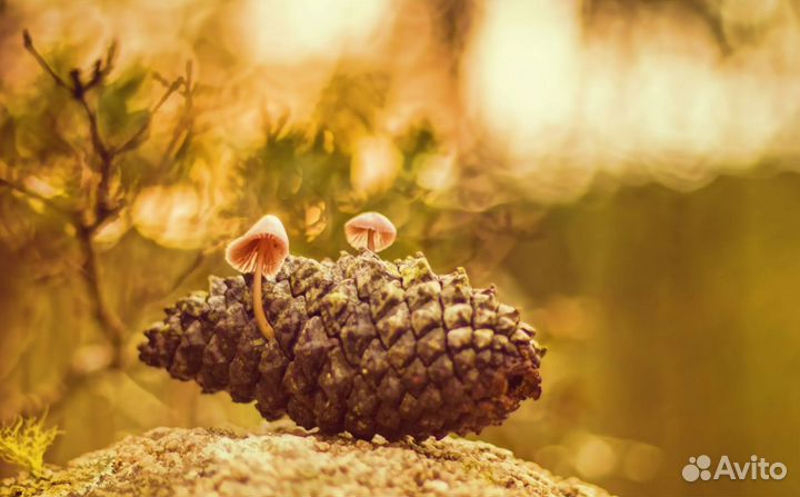 Резкий макрообъектив sony 50mm minolta A