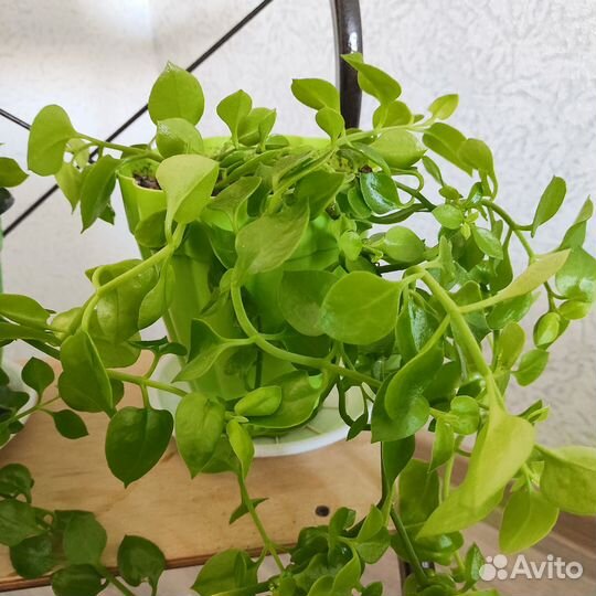 Аптения комнатный цветок