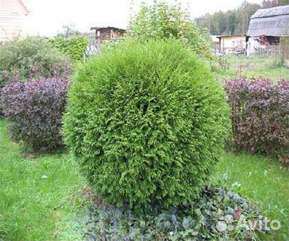 Туя шаровидная