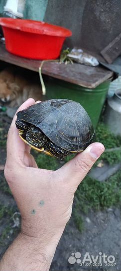 Черепаха