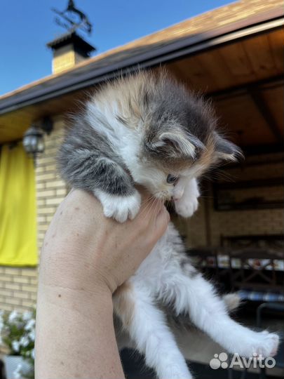 Отдадим очаровательных котят