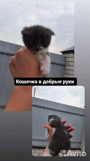 Котята в добрые руки