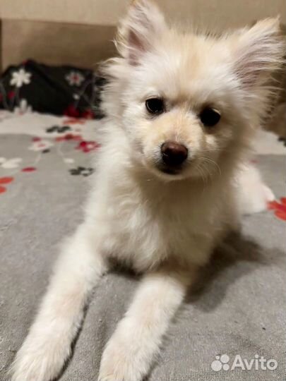 Продам шпица