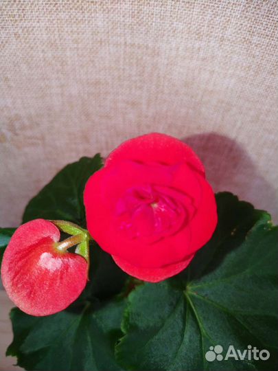 Бегония элатир