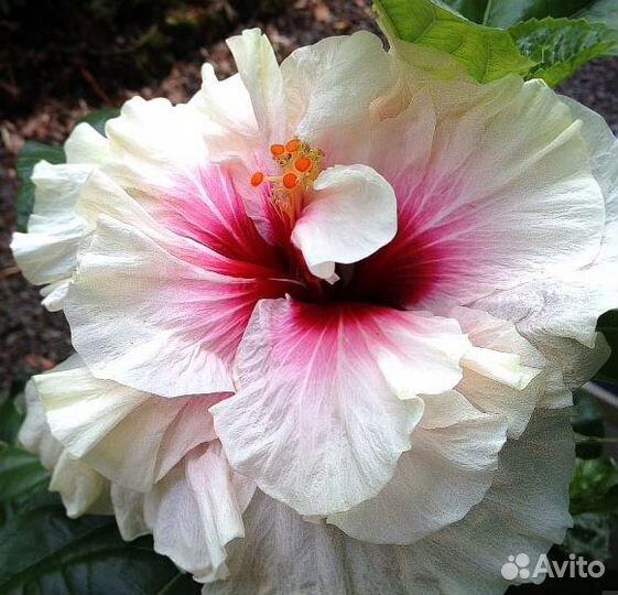 Гибискус на срез