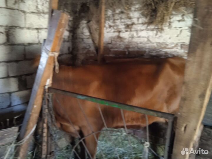 Телка 1.5 года