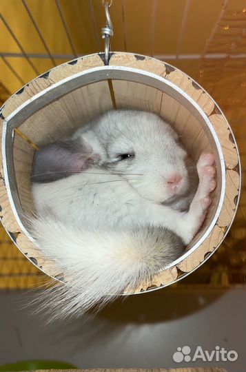 Шиншилла белый Вильсон девочка