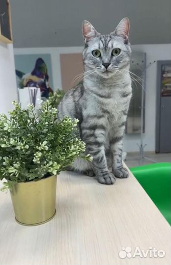 Гостиница для кошек