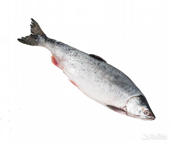 Горбуша приморская мороженая глазированная Н/Р