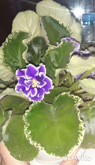 Сортовые фиалки