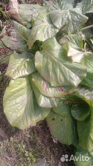 Брунера, бадан, астра многол. малина