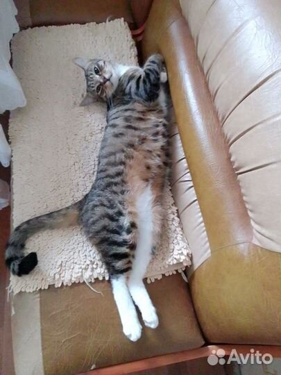 Отдам бесплатно животные