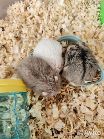 Джунгарский хомяк бесплатно