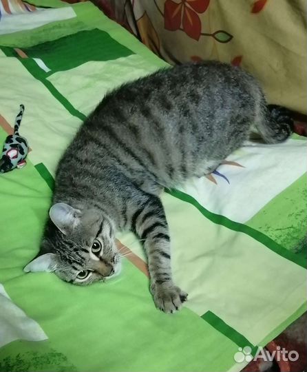 Кошка в дар