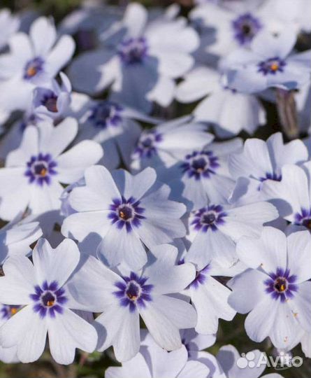 Флокс шиловидный