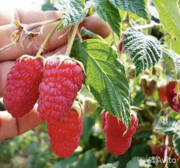 Малина/ Брянское диво/до заморозков