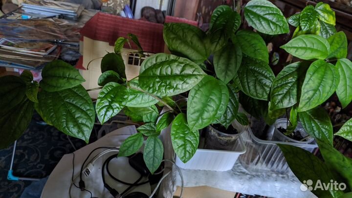 Клеродендрум томпсон