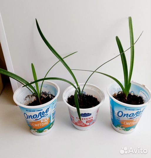 Комнатный цветок Валотта