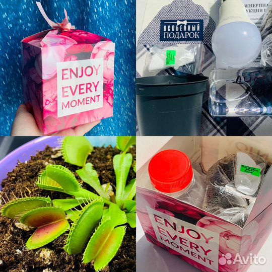 Мухоловка. Набор для выращивания из семян