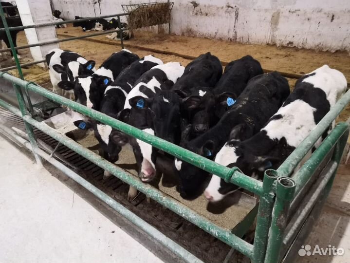 Телята бычки