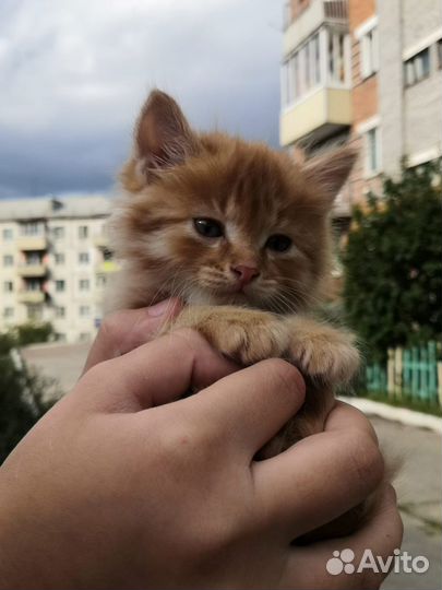 Котенок мальчик бесплатно
