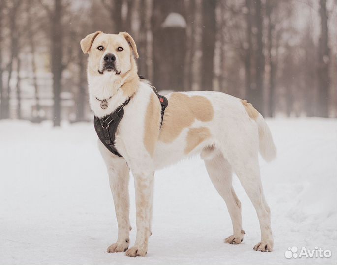 Собака в добрые руки