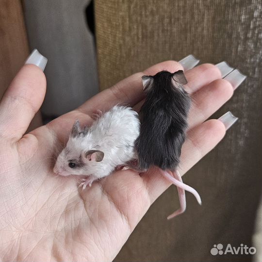 Декоративные мыши