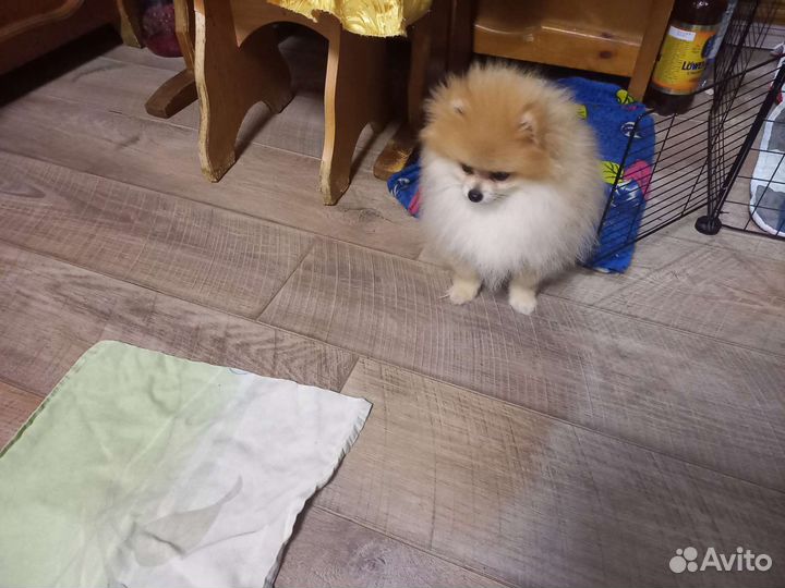 Померанский шпиц мини