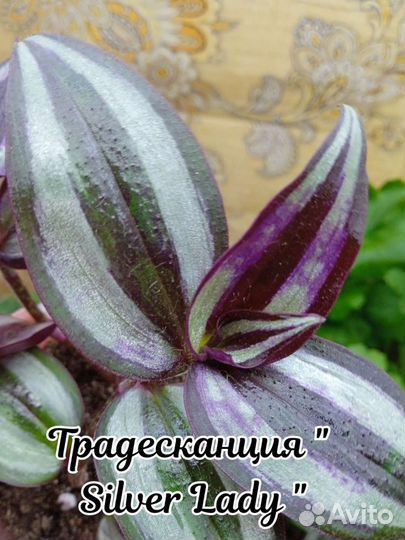 Традесканция