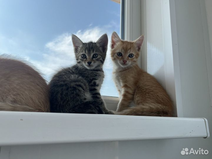 Отдам котят в добрые руки