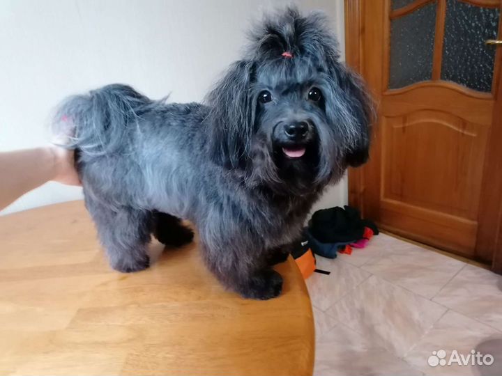 Стрижка собак и кошек. Выезд на дом