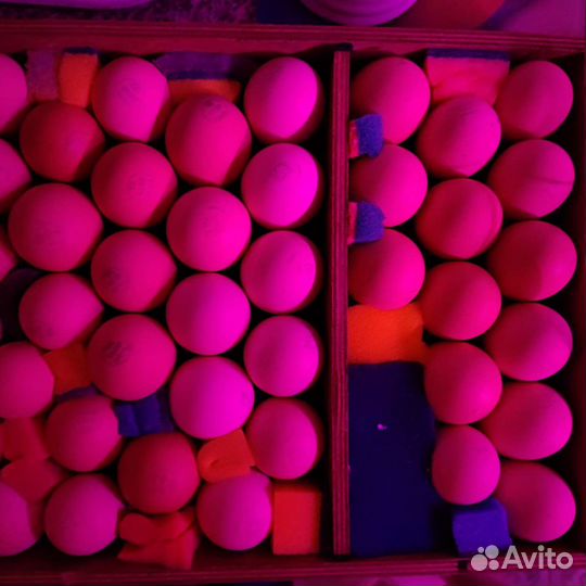 Цыплята брама куропатчатая